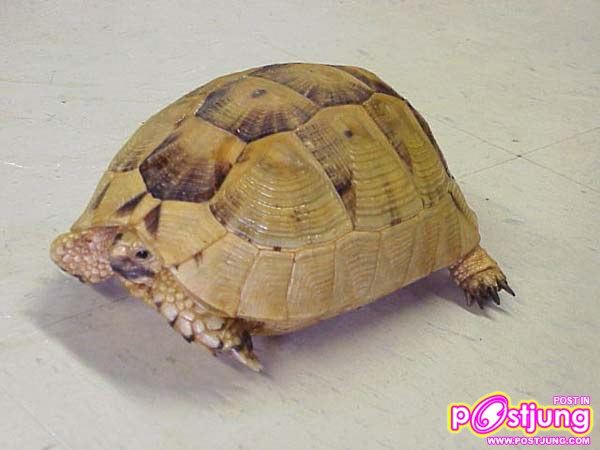 ต่ากรีก