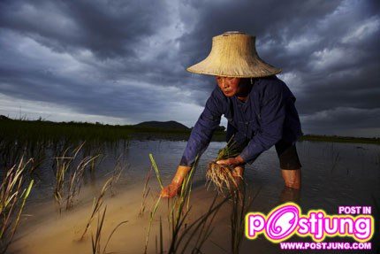 ศิลปการปลูกข้าว สุดเจ๋ง