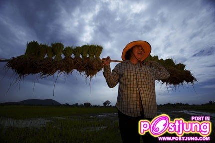 ศิลปการปลูกข้าว สุดเจ๋ง