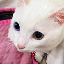 แมวตาเพชร