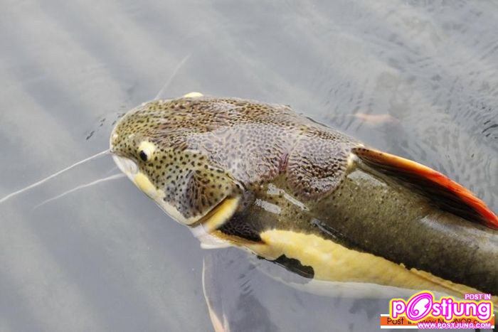 มาเลี้ยงปลาเรดเทลดีกว่า