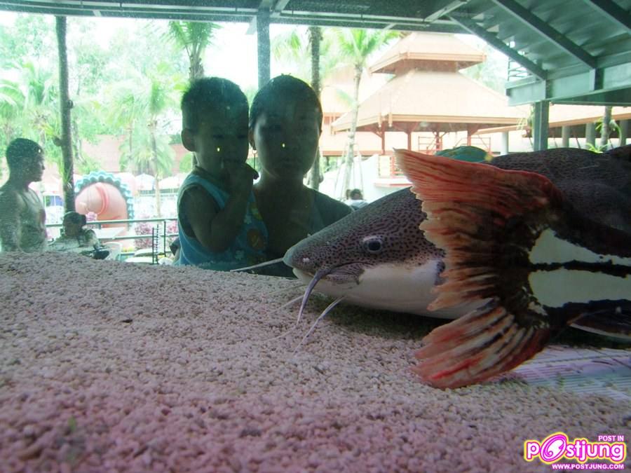 มาเลี้ยงปลาเรดเทลดีกว่า