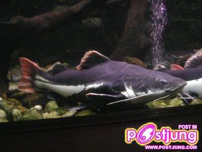 มาเลี้ยงปลาเรดเทลดีกว่า