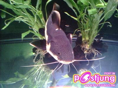 มาเลี้ยงปลาเรดเทลดีกว่า