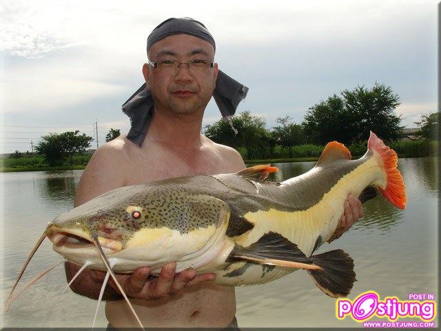 มาเลี้ยงปลาเรดเทลดีกว่า