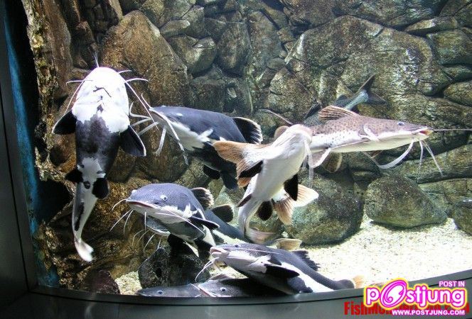 มาเลี้ยงปลาเรดเทลดีกว่า