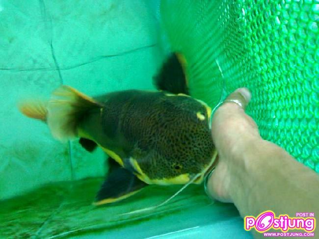 มาเลี้ยงปลาเรดเทลดีกว่า