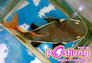 มาเลี้ยงปลาเรดเทลดีกว่า