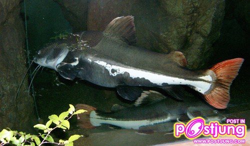 มาเลี้ยงปลาเรดเทลดีกว่า