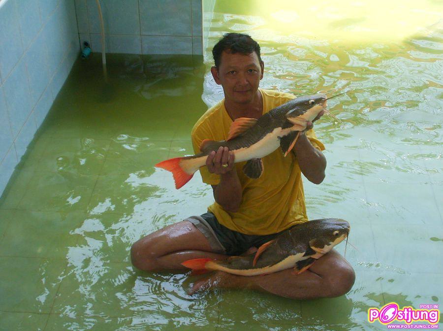 มาเลี้ยงปลาเรดเทลดีกว่า