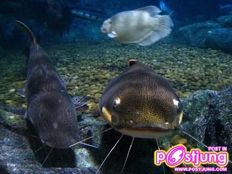 มาเลี้ยงปลาเรดเทลดีกว่า