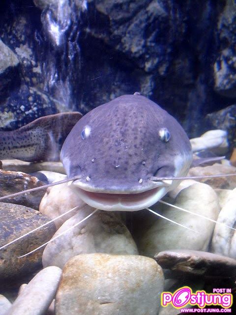 มาเลี้ยงปลาเรดเทลดีกว่า