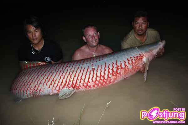 ปลาช่อนอะเมซอน