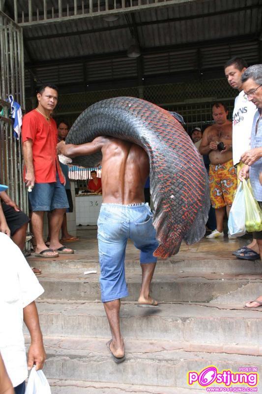 ปลาช่อนอะเมซอน