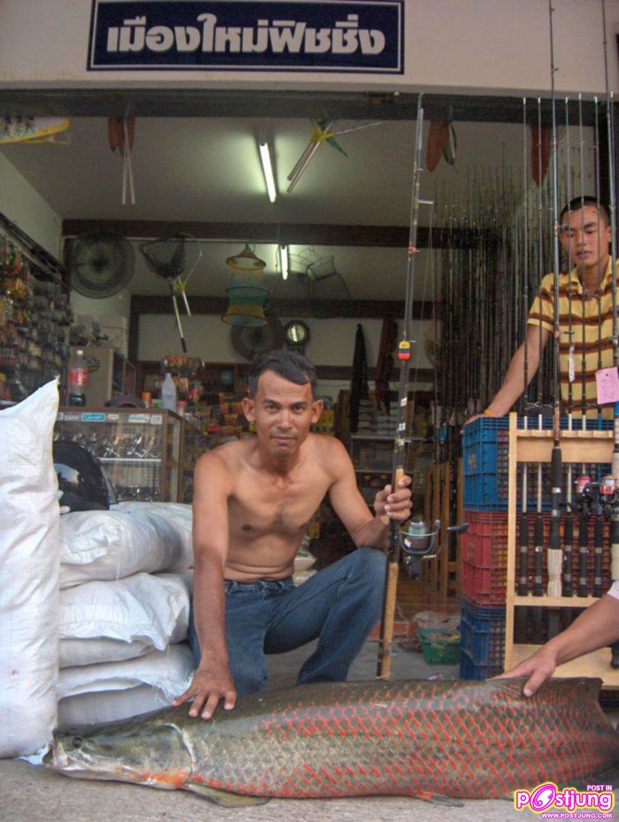 ปลาช่อนอะเมซอน