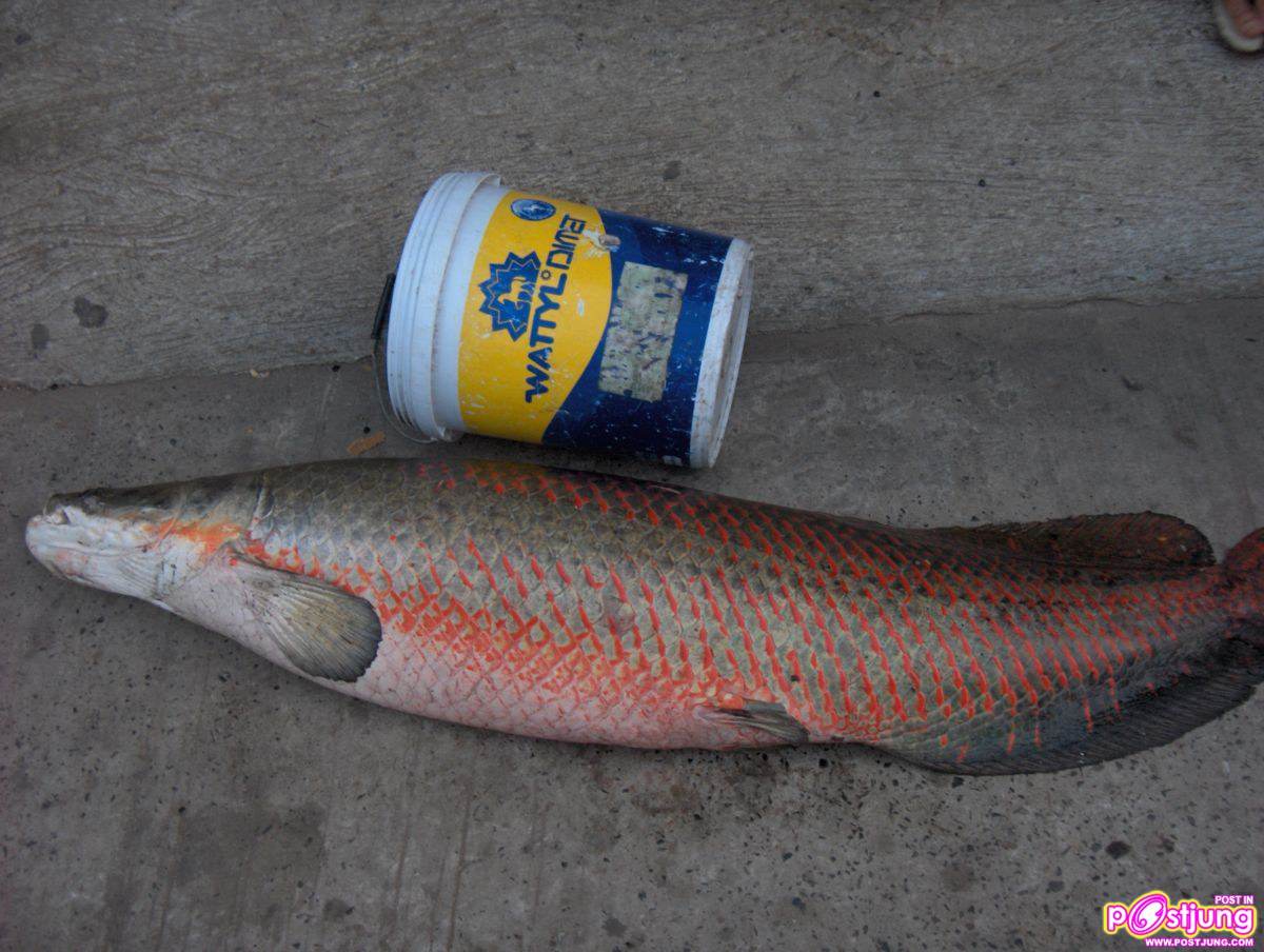 ปลาช่อนอะเมซอน