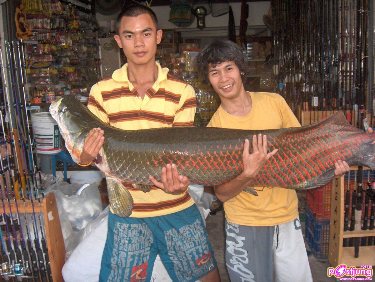 ปลาช่อนอะเมซอน