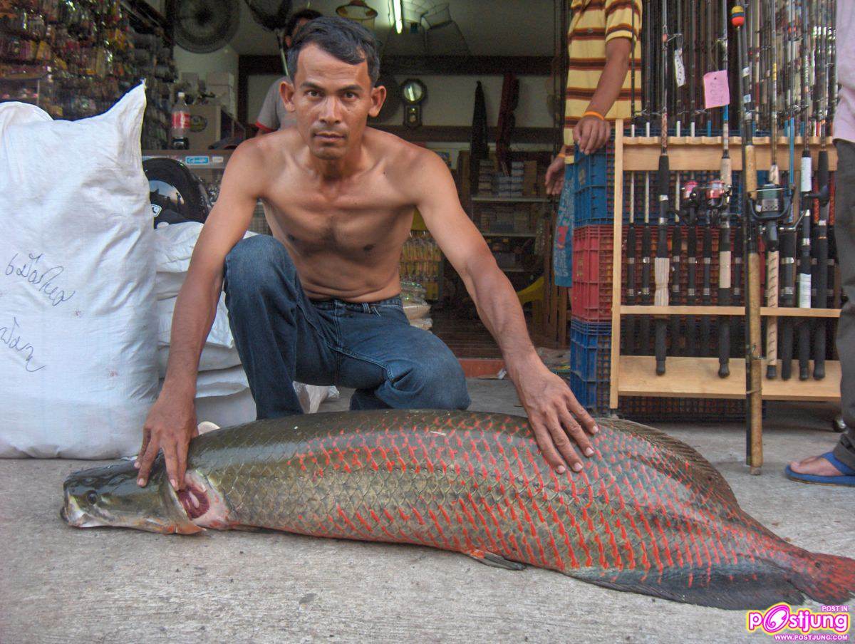 ปลาช่อนอะเมซอน