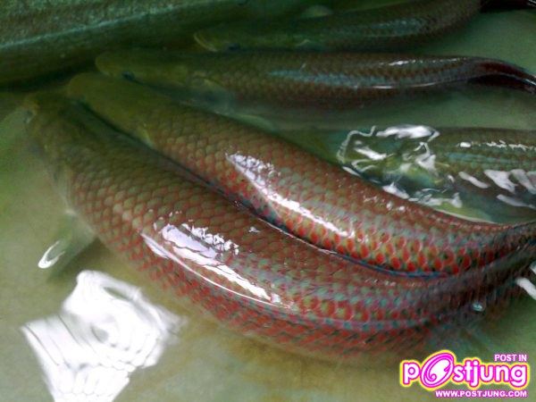 ปลาช่อนอะเมซอน