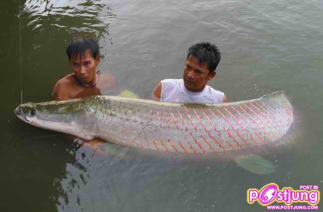 ปลาช่อนอะเมซอน