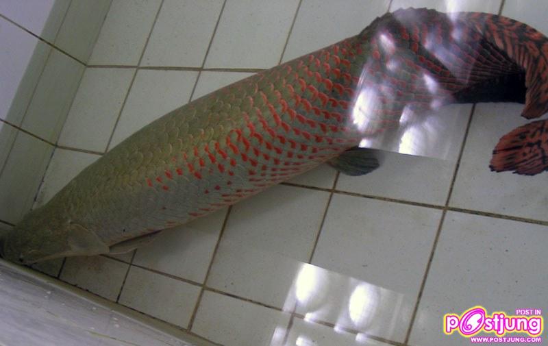 ปลาช่อนอะเมซอน