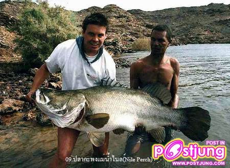 9.ปลากระพงแม่น้ำไนล์