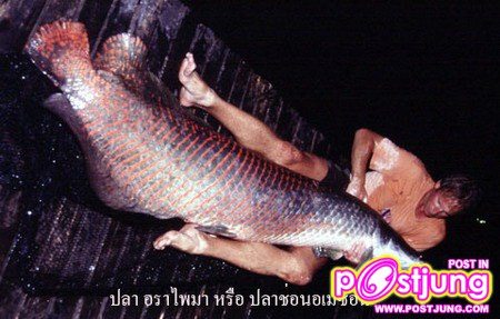 7.ปลาช่อนอเมซอน