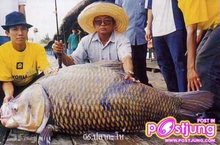 6.ปลากระโห้