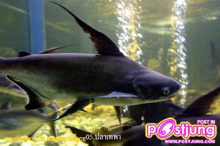 5.ปลาเทพา