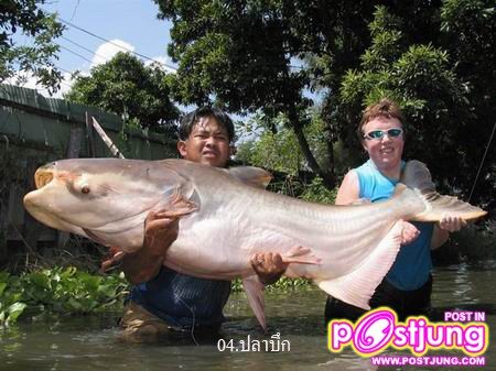 4.ปลาบึก