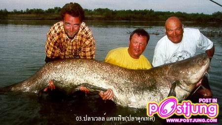 3.ปลาดุกเทศ