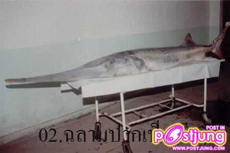 2.ฉลามปากเป็ด