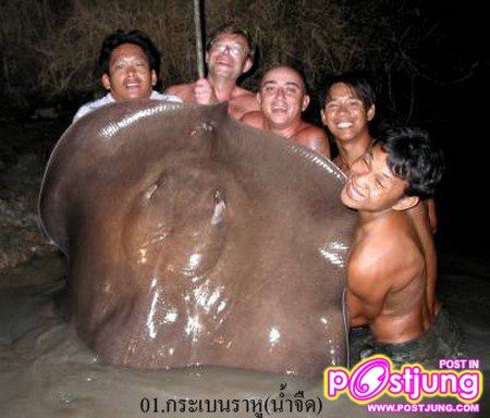 1.กระเบนราหู