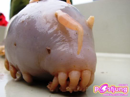 มันมีด้วยหรอ