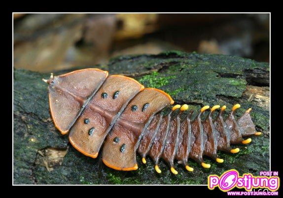 มันมีด้วยหรอ