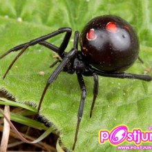 แมงมุมแม่ม่ายดำ (Black Widow Spider)