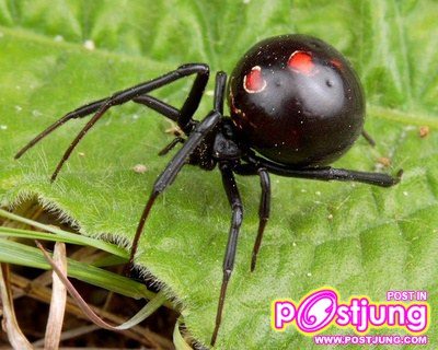 แมงมุมแม่ม่ายดำ (Black Widow Spider)