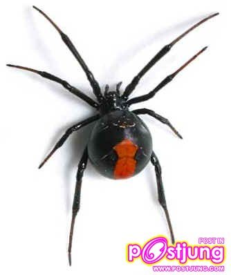 แมงมุมแม่ม่ายดำ (Black Widow Spider)