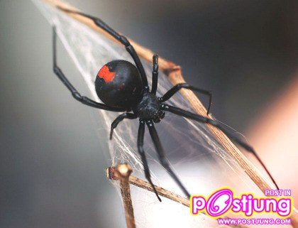 แมงมุมแม่ม่ายดำ (Black Widow Spider)