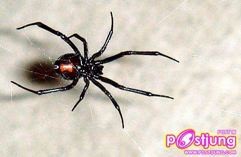 แมงมุมแม่ม่ายดำ (Black Widow Spider)