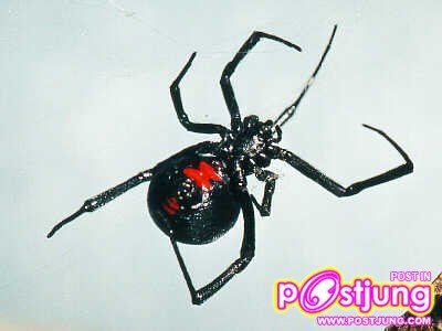 แมงมุมแม่ม่ายดำ (Black Widow Spider)