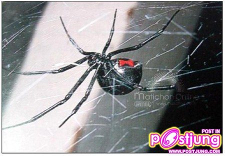 แมงมุมแม่ม่ายดำ (Black Widow Spider)