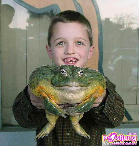 กบยักษ์ โกไลแอท