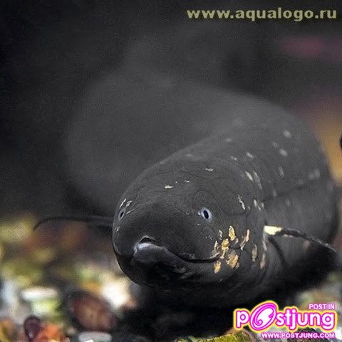 มาเลี้ยงปลาปอดกันเถอะ