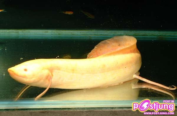 มาเลี้ยงปลาปอดกันเถอะ