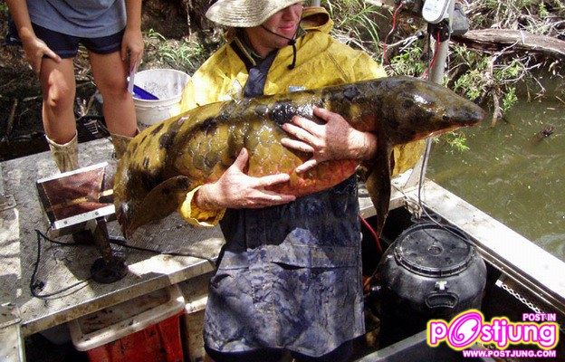 มาเลี้ยงปลาปอดกันเถอะ