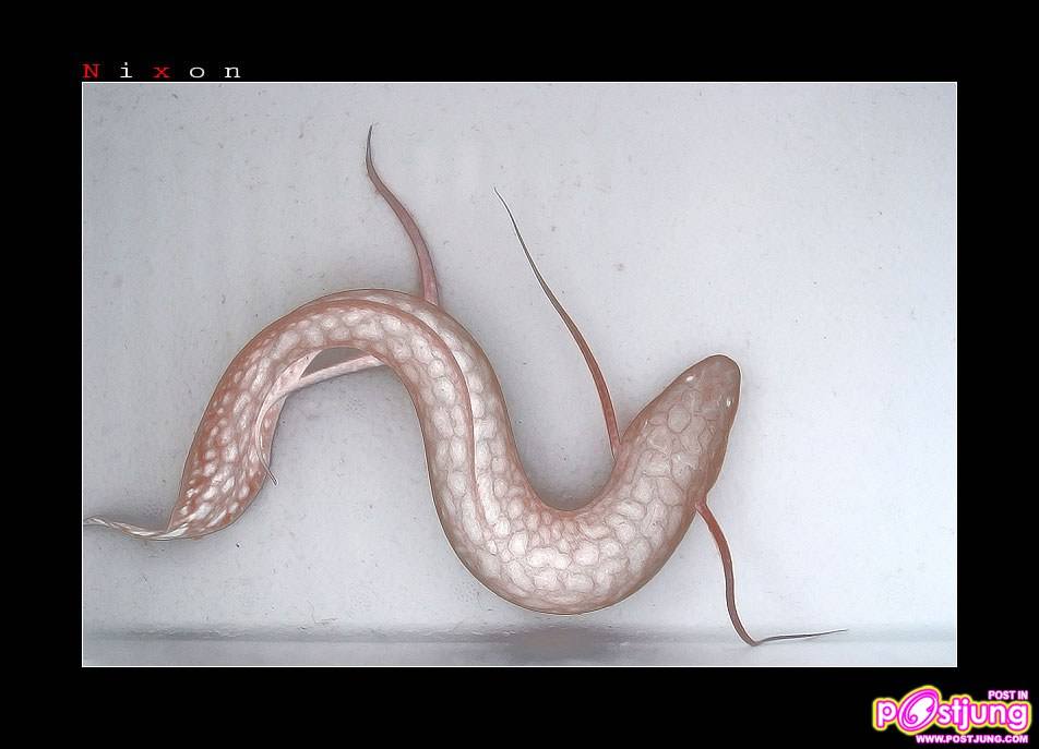 มาเลี้ยงปลาปอดกันเถอะ