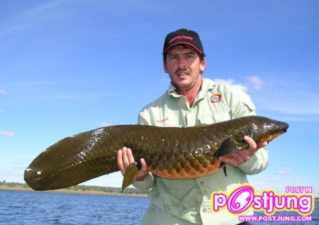 มาเลี้ยงปลาปอดกันเถอะ