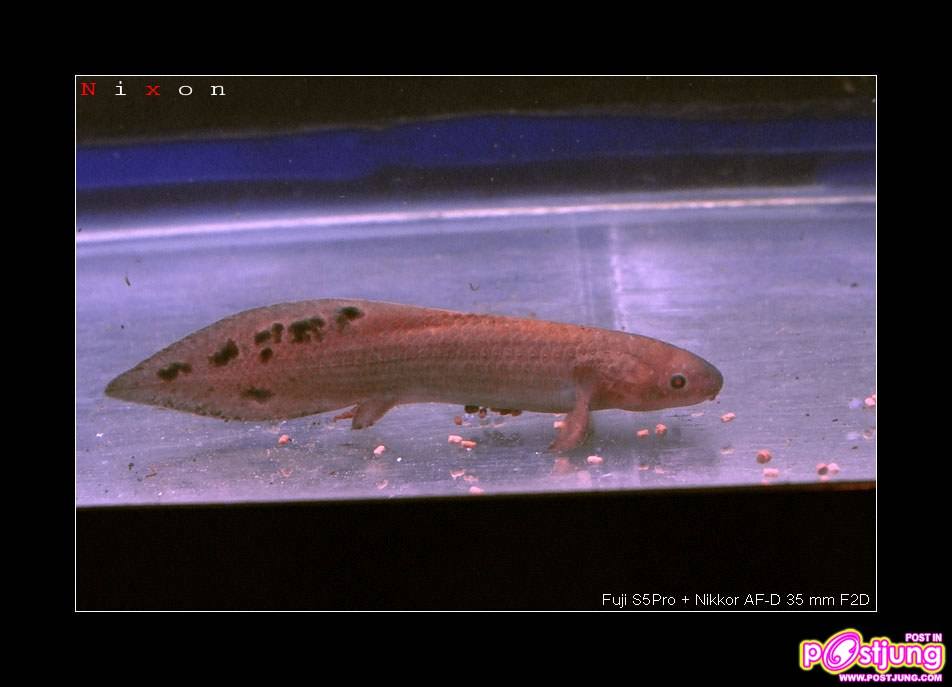 มาเลี้ยงปลาปอดกันเถอะ