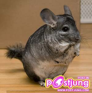 ชินชิล่า น่าเลี้ยงป่าว